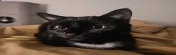 Domestic Shorthair cats for sale: Bonded pair of indoor girl cats - together only - Advert 23