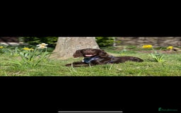 Sprocker dogs for stud: Stunning Cocker Spaniel Cross for Stud  - Image 25