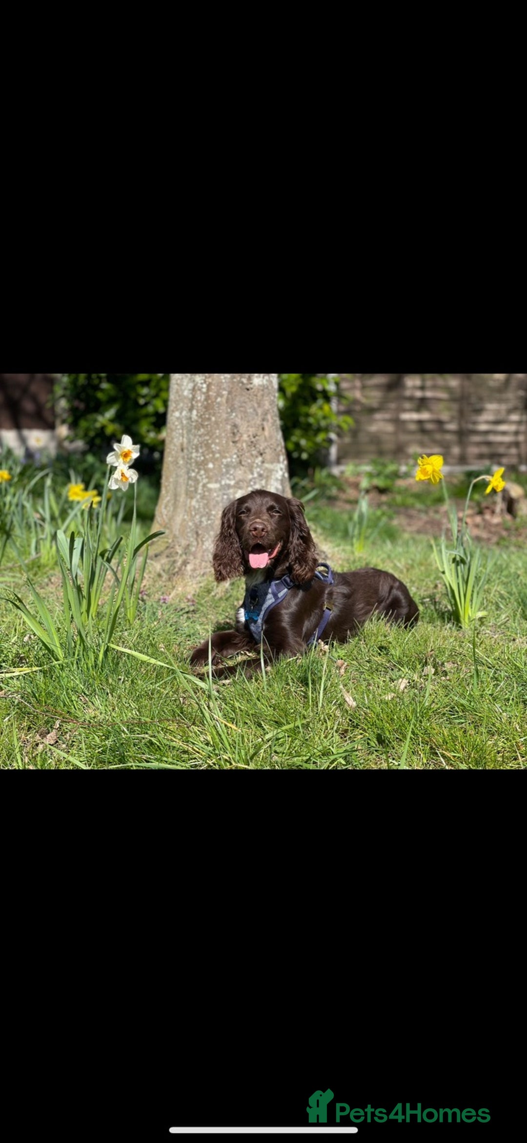 Sprocker dogs for stud: Stunning Cocker Spaniel Cross for Stud  - Image 25