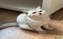 British Shorthair cats for sale: Gorgeous British Longhair & Shorthair Kittens - Image 29