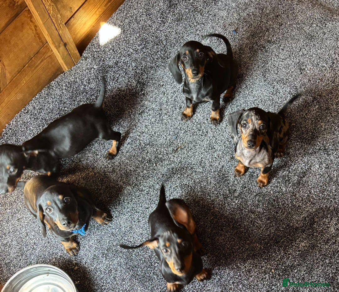 Dachshund dogs for sale: miniature dachshund   - Image 12