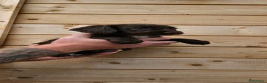 Cocker Spaniel 7