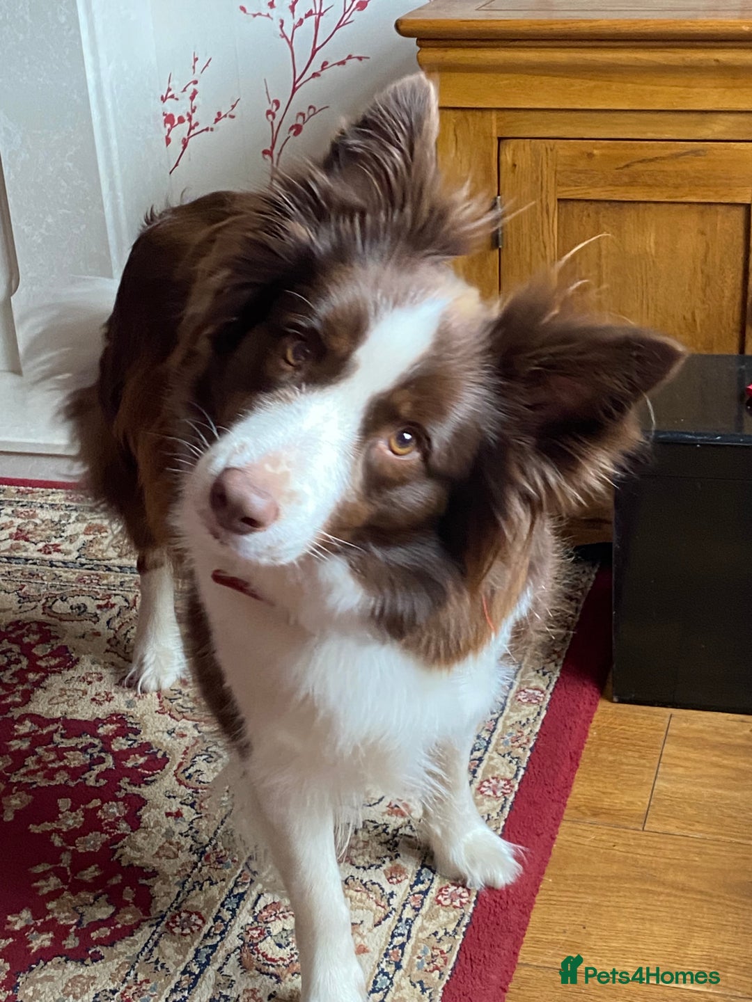 Border Collie dogs for sale: Aarontinas Purple Pluto - Advert 1
