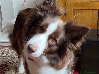 Border Collie dogs Aarontinas Purple Pluto - Advert 4