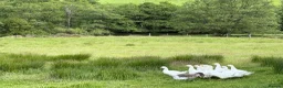 Geese poultry for sale: Goslings Geese for sale in Llanidloes - Advert 3