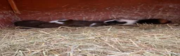 Guinea Pig rodents for sale: Male guinea pigs ready to leave soon  - Advert 3
