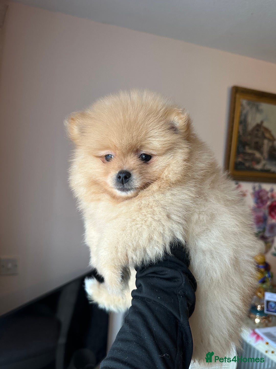 Pomeranian dogs for sale: Female pedigree Pomeranian ready now - Advert 5