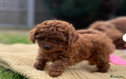 Toy Poodle dogs for stud: Amazing Red Asian Poodle FOR STUD ONLY - Image 8