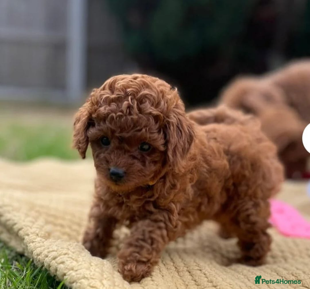 Toy Poodle dogs for stud: Amazing Red Asian Poodle FOR STUD ONLY - Image 8