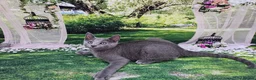 Russian Blue cats for sale: GCCF Registered Russian Blue Kittens - Advert 30