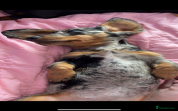 Miniature Dachshund dogs for sale: Beautiful silver dapple long haired girl - Image 5