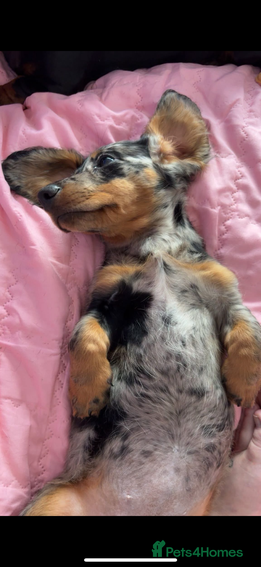 Miniature Dachshund dogs for sale: Beautiful silver dapple long haired girl - Image 5