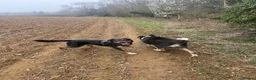 Sprollie dogs for sale: Springer x Collie looking for new home. in Northampton - Advert 2