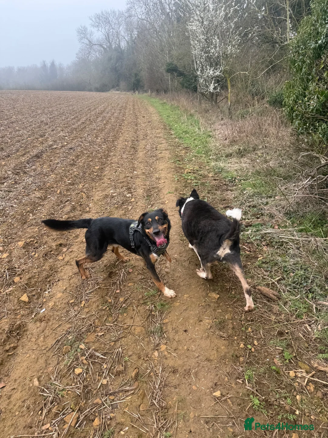 Sprollie dogs for sale: Springer x Collie looking for new home. in Northampton - Advert 2