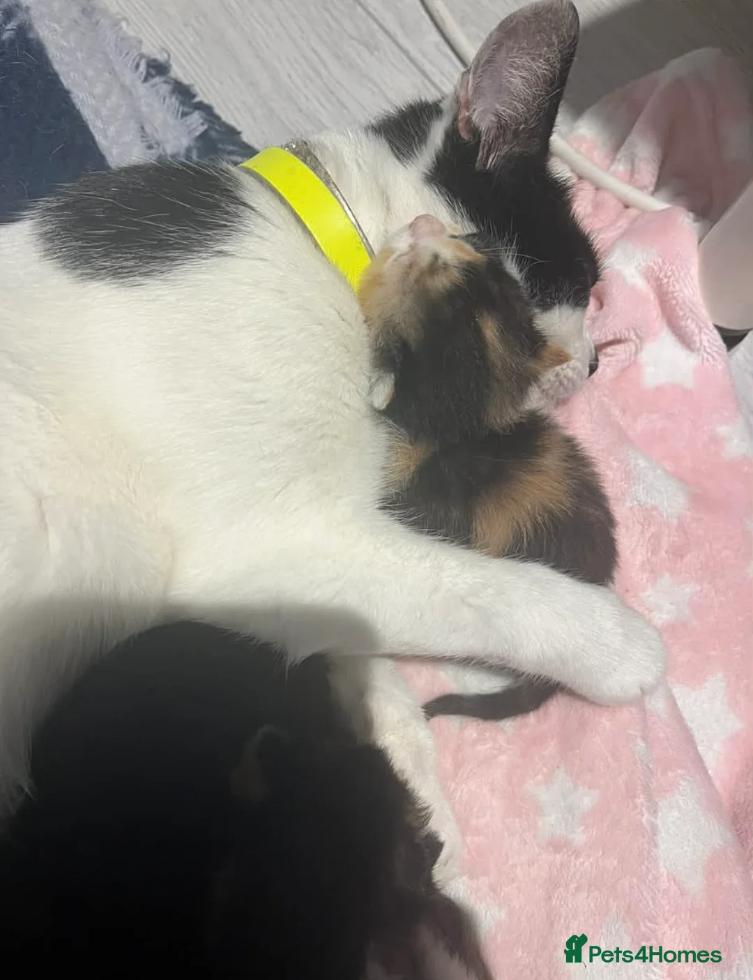 Domestic Shorthair cats for sale: Domestic kittens - Advert 2