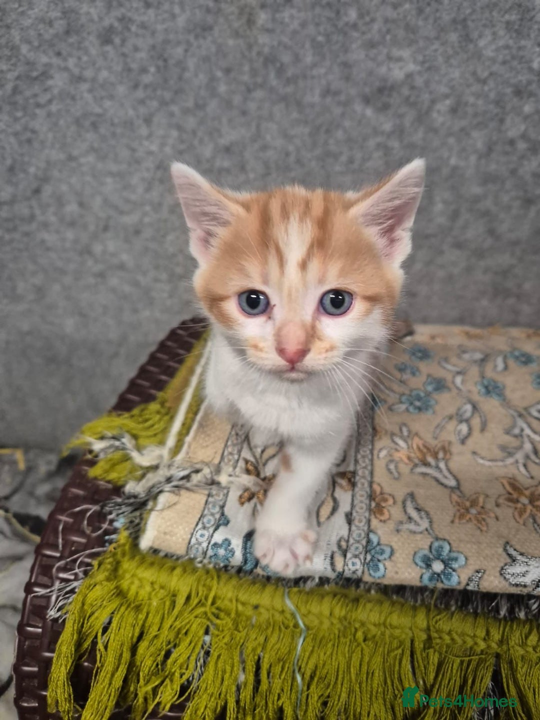 Mixed Breed cats for sale: Friendly kitten - Image 12