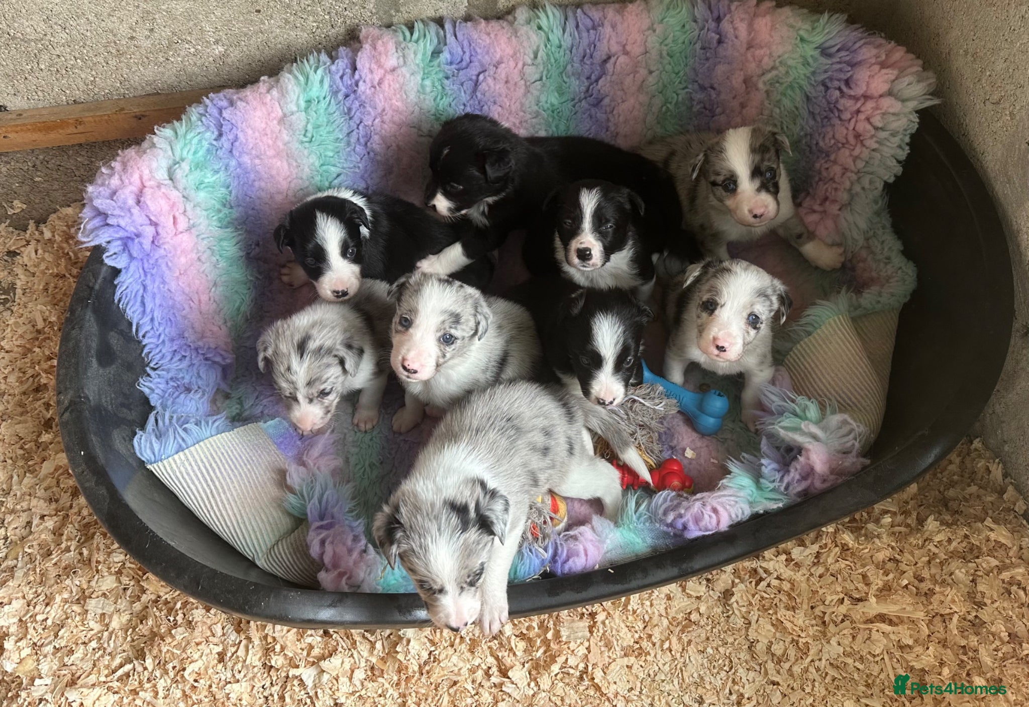Border Collie dogs Beautiful Border Collie Puppies £800 - Advert 2