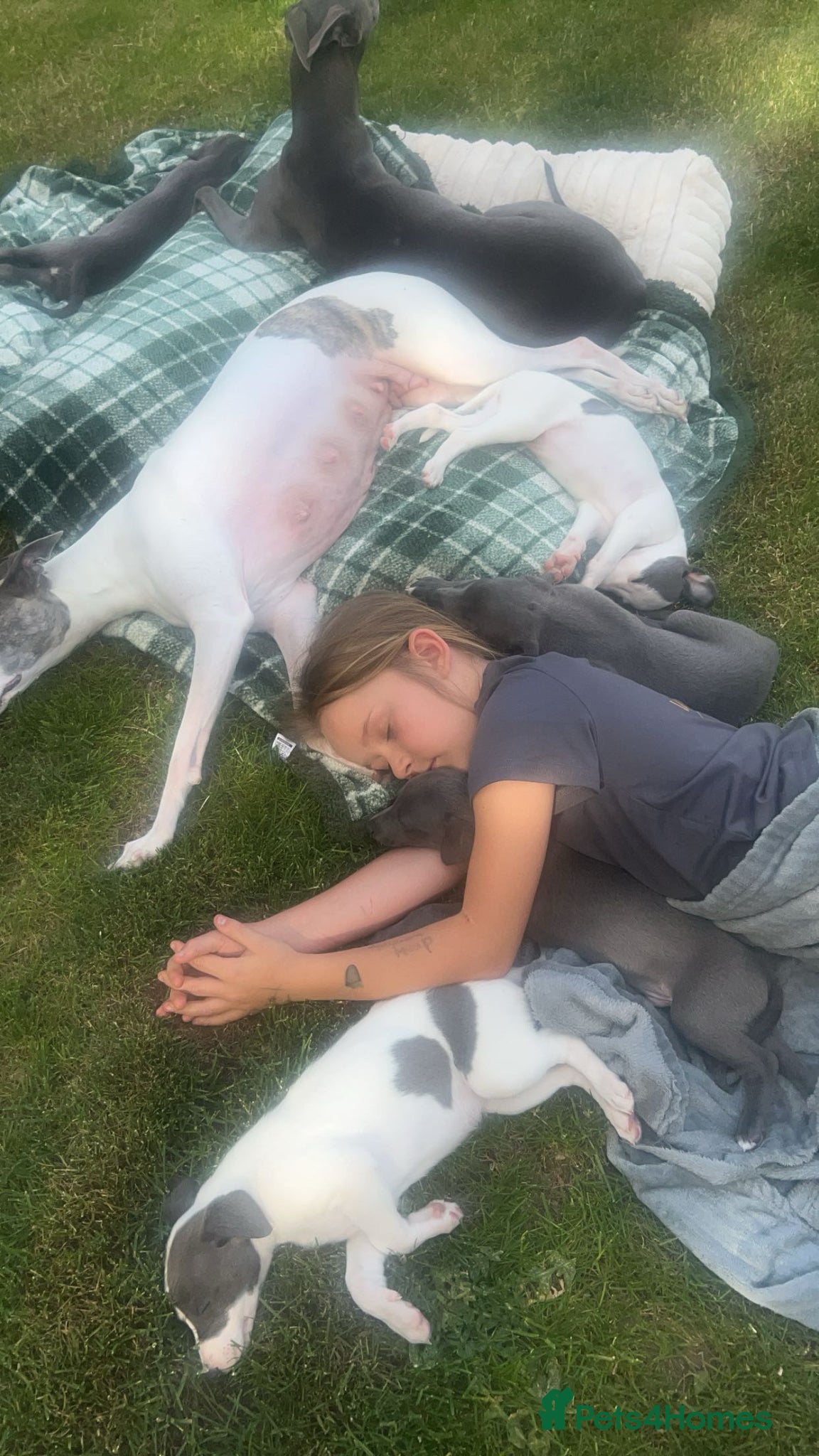 Whippet dogs Stunning kc whippet puppy’s  - Advert 2