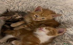 Mixed Breed cats for sale:  Beautiful Kittens for Sale – 2 Boys & 2 Girls 🐾 - Image 19