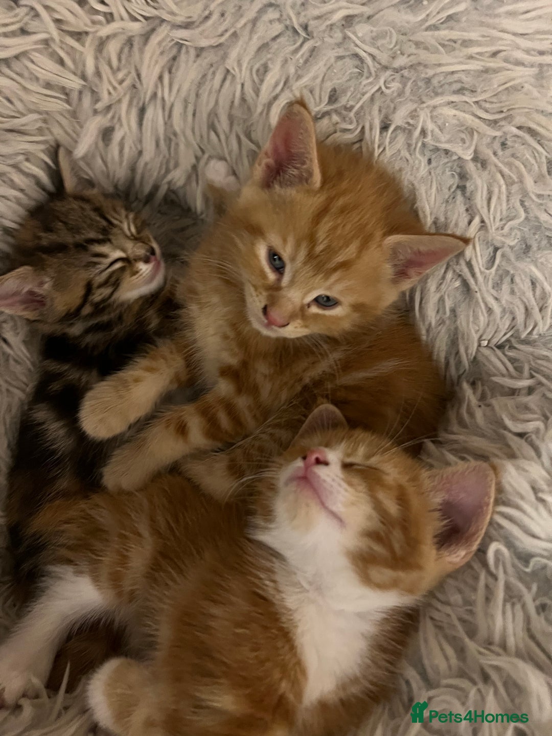 Mixed Breed cats for sale:  Beautiful Kittens for Sale – 2 Boys & 2 Girls 🐾 - Image 19