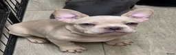 French Bulldog dogs for sale: Reduced French bulldog puppies - Advert 3