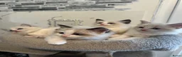 Ragdoll cats for sale: Beautiful Ragdoll Kittens - Advert 5