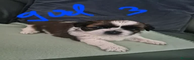 Shih Tzu 5