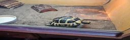 Tortoise reptiles for sale: Spur-thighted tortoise and full set up  - Advert 5