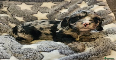 Cavapoo dogs - Advert 3