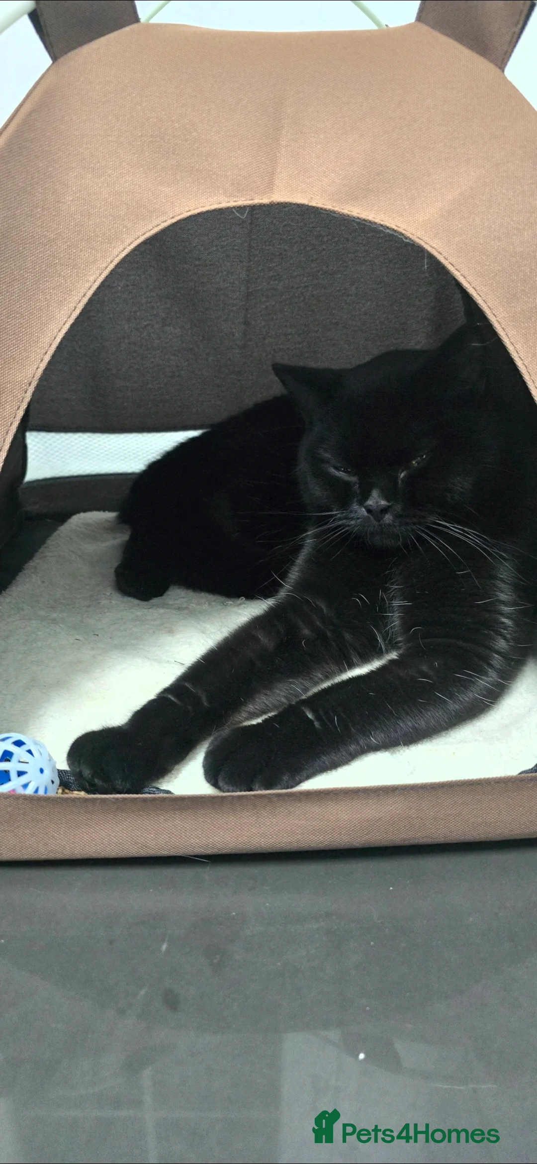 British Shorthair cats for sale: Black British short hair kitten - Advert 6