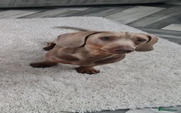 Dachshund dogs for stud: PROVEN STUD miniature dashund - Image 2