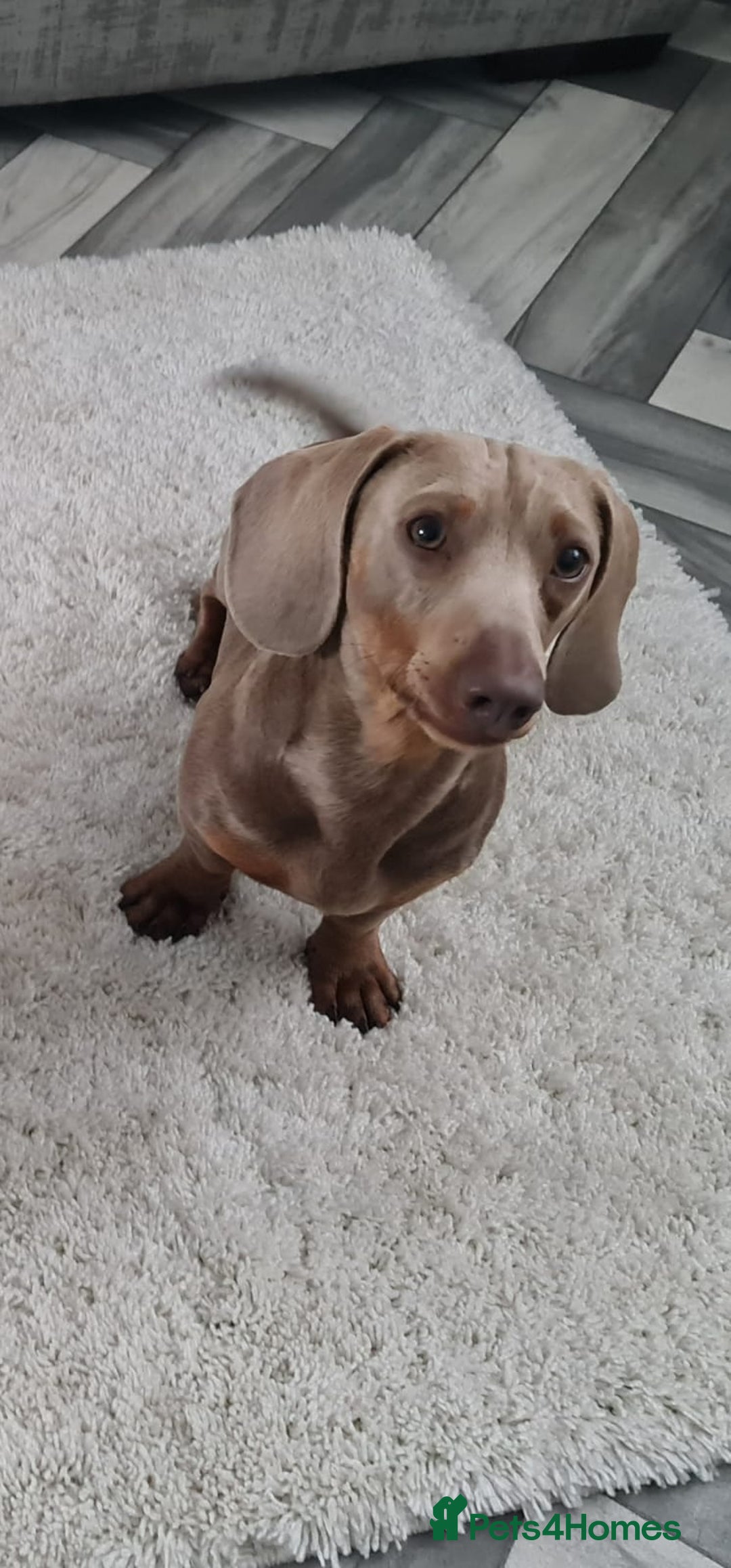 Dachshund dogs for stud: PROVEN STUD miniature dashund - Image 2
