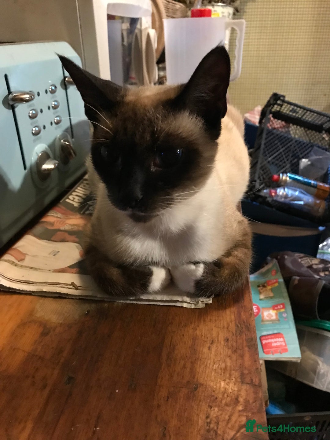 Mixed Breed cats for sale: Beautiful kittens ready for new home - Advert 2