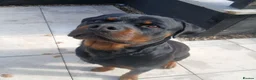 Rottweiler dogs for sale: 2 year old Rottweiler male, Rambo - Advert 16