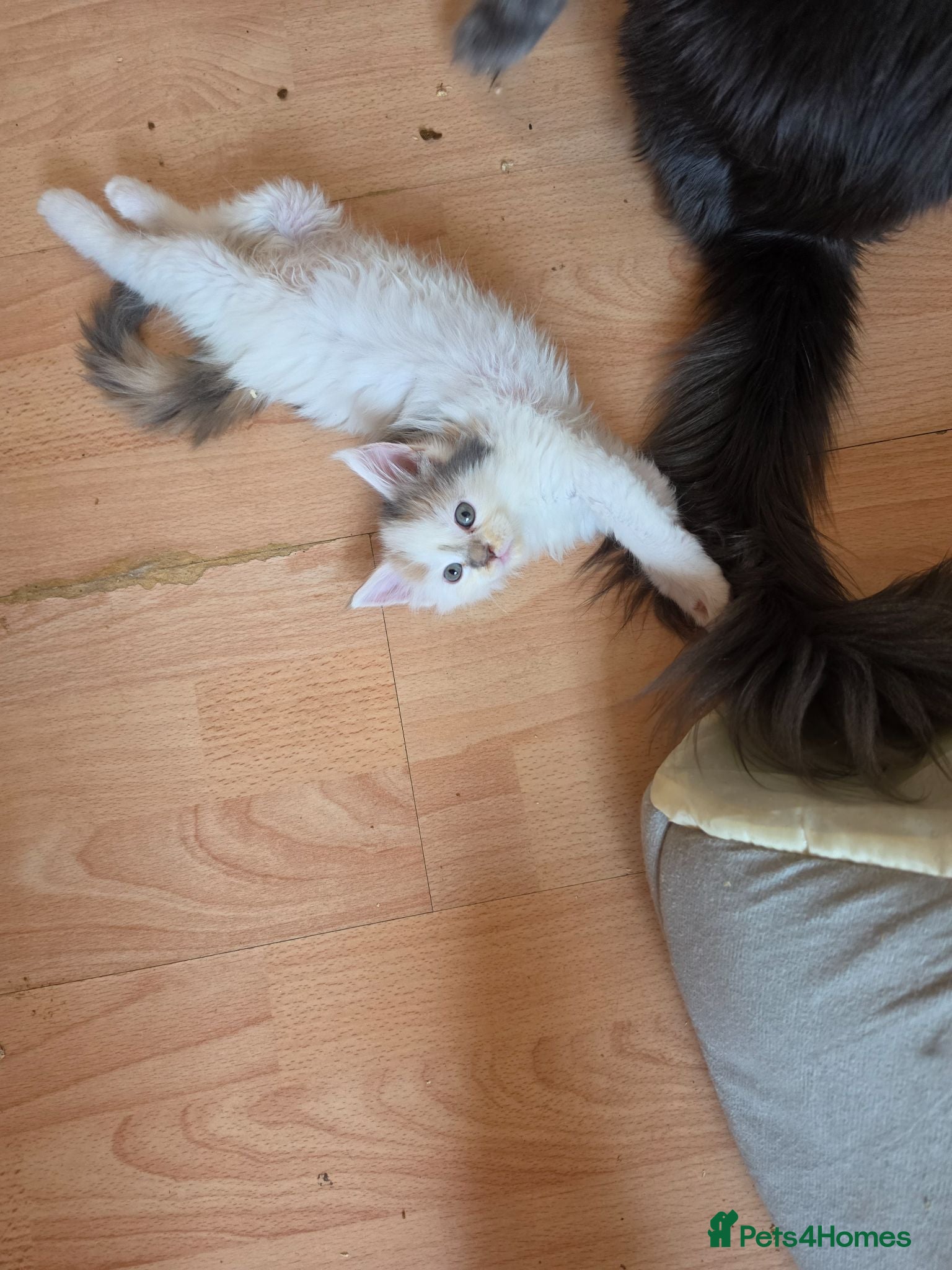 Maine Coon cats TICA REGISTERED STUNNING KITTENS  - Advert 2