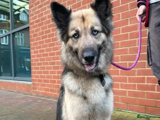 German Shepherd dogs German Shepherd female - Advert 1