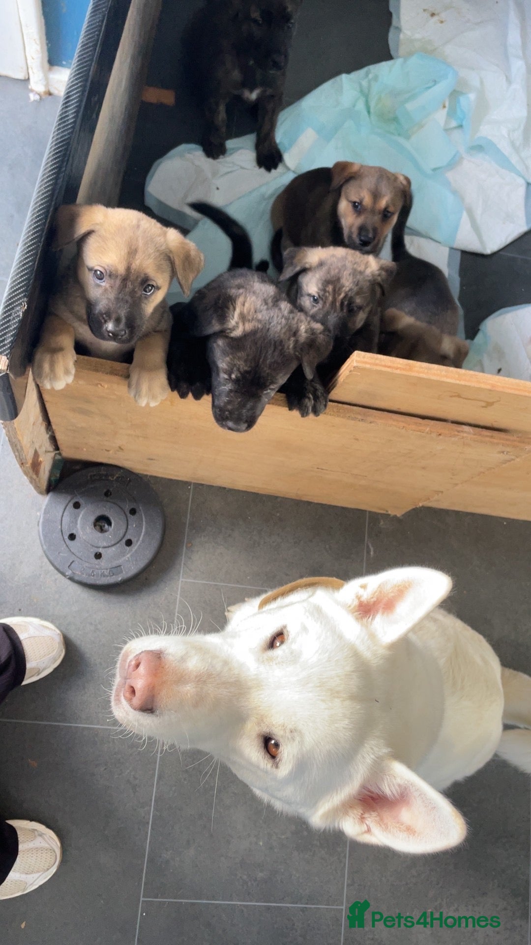 Mixed Breed dogs Rottweiler x Akita puppies  - Advert 1