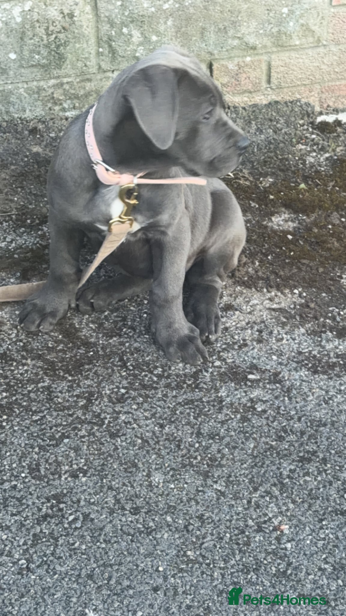 Mixed Breed dogs Cane corso   - Advert 22