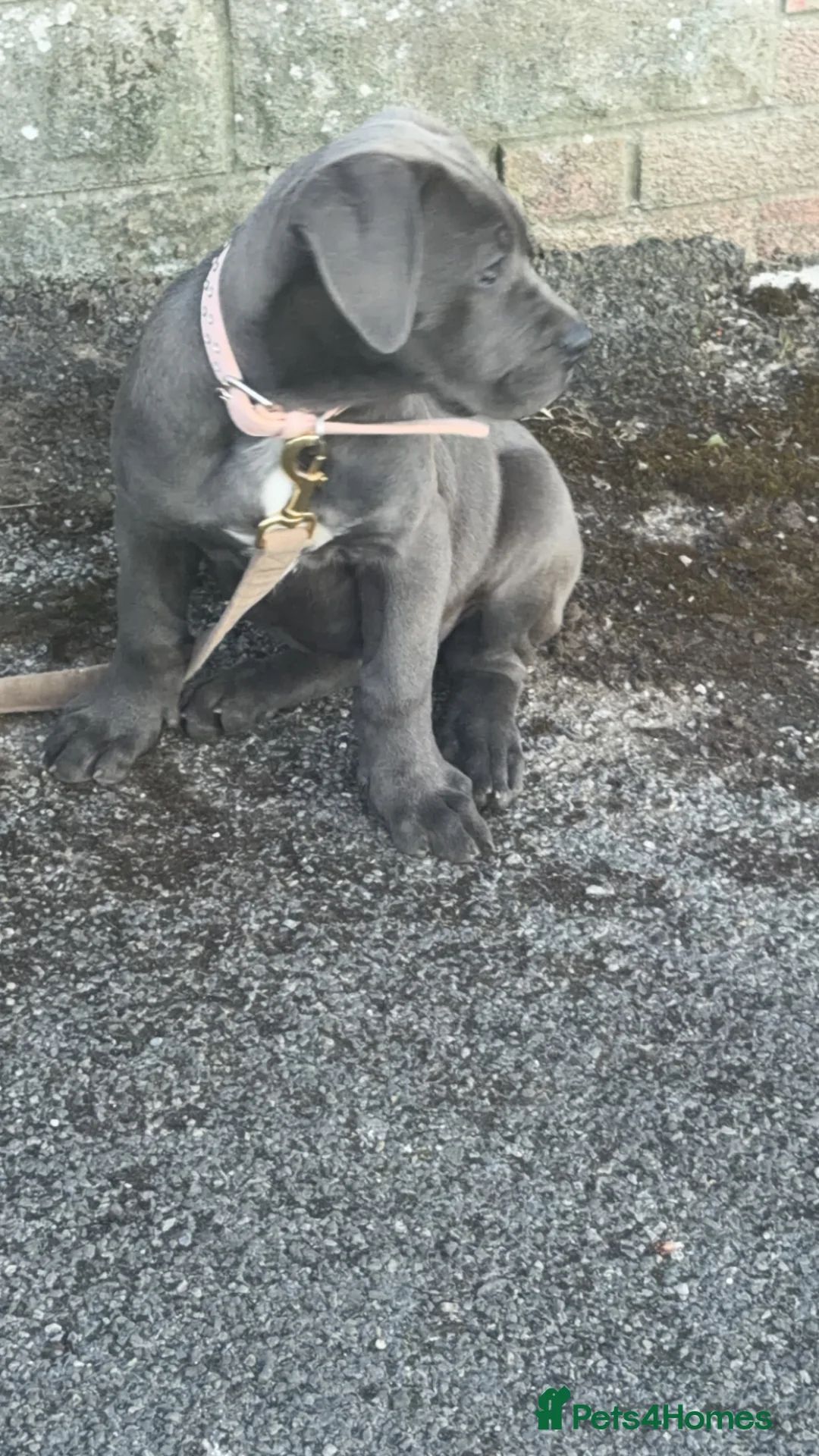 Mixed Breed dogs for sale: Cane corso   - Advert 1