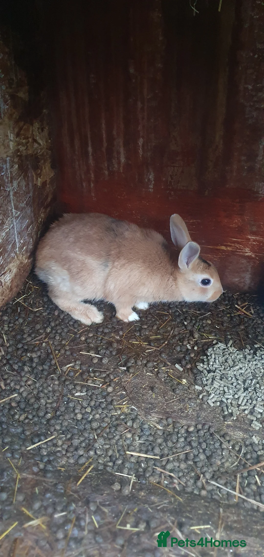 Mixed Breed rabbits for sale: Rabbits - Advert 7