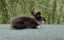 Mini Lion Lop rabbits for sale: Adorable Mini Lion Lops - Image 19