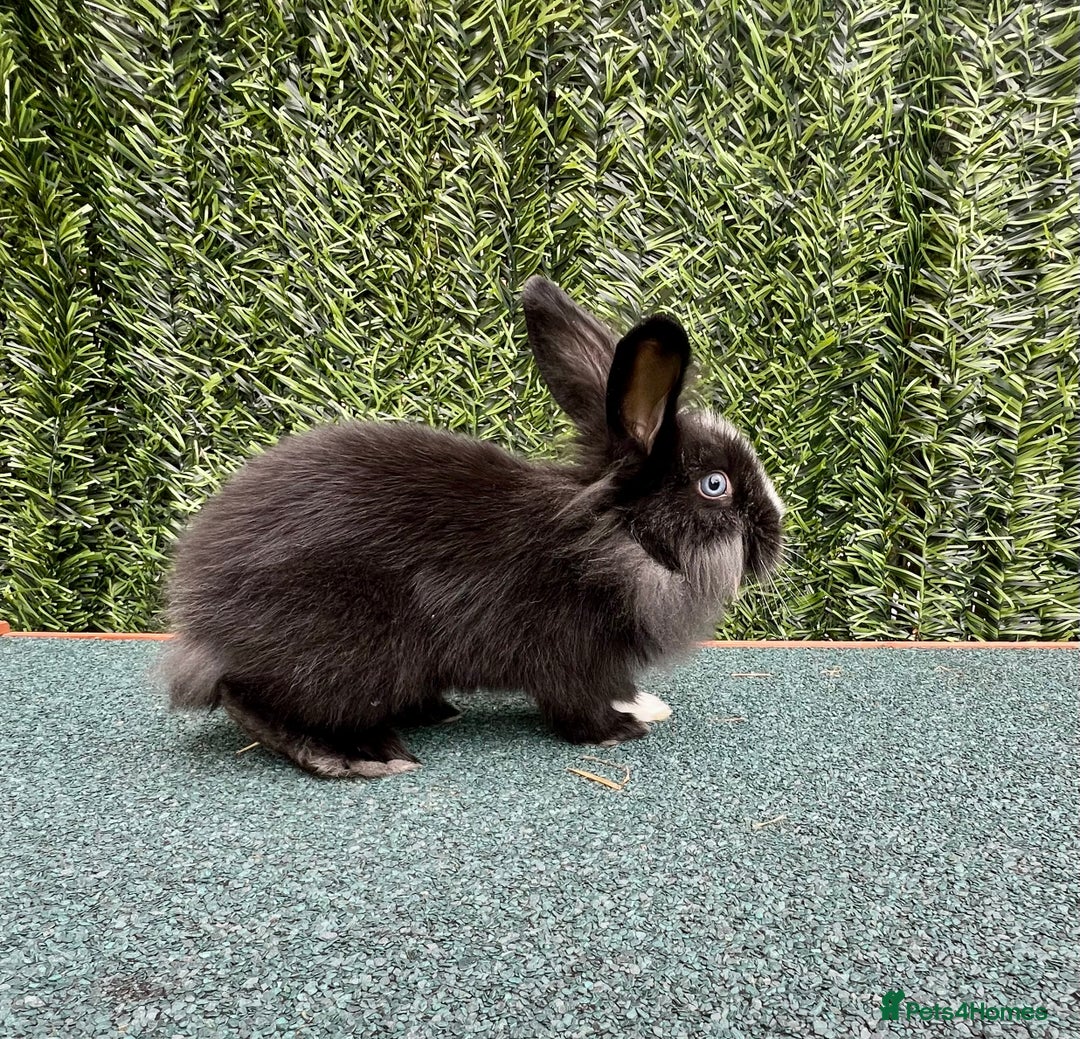Mini Lion Lop rabbits for sale: Adorable Mini Lion Lops - Image 19