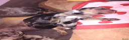 Mixed Breed dogs for sale: 5 beautiful dachshund cross brussels griffon pups  - Advert 2