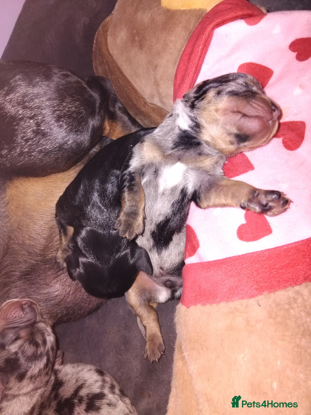 Mixed Breed dogs for sale: 5 beautiful dachshund cross brussels griffon pups  - Advert 2