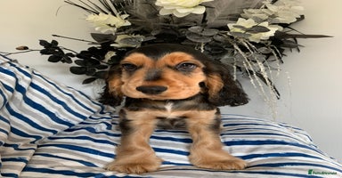 Cocker Spaniel dogs in Abergele - Advert 11