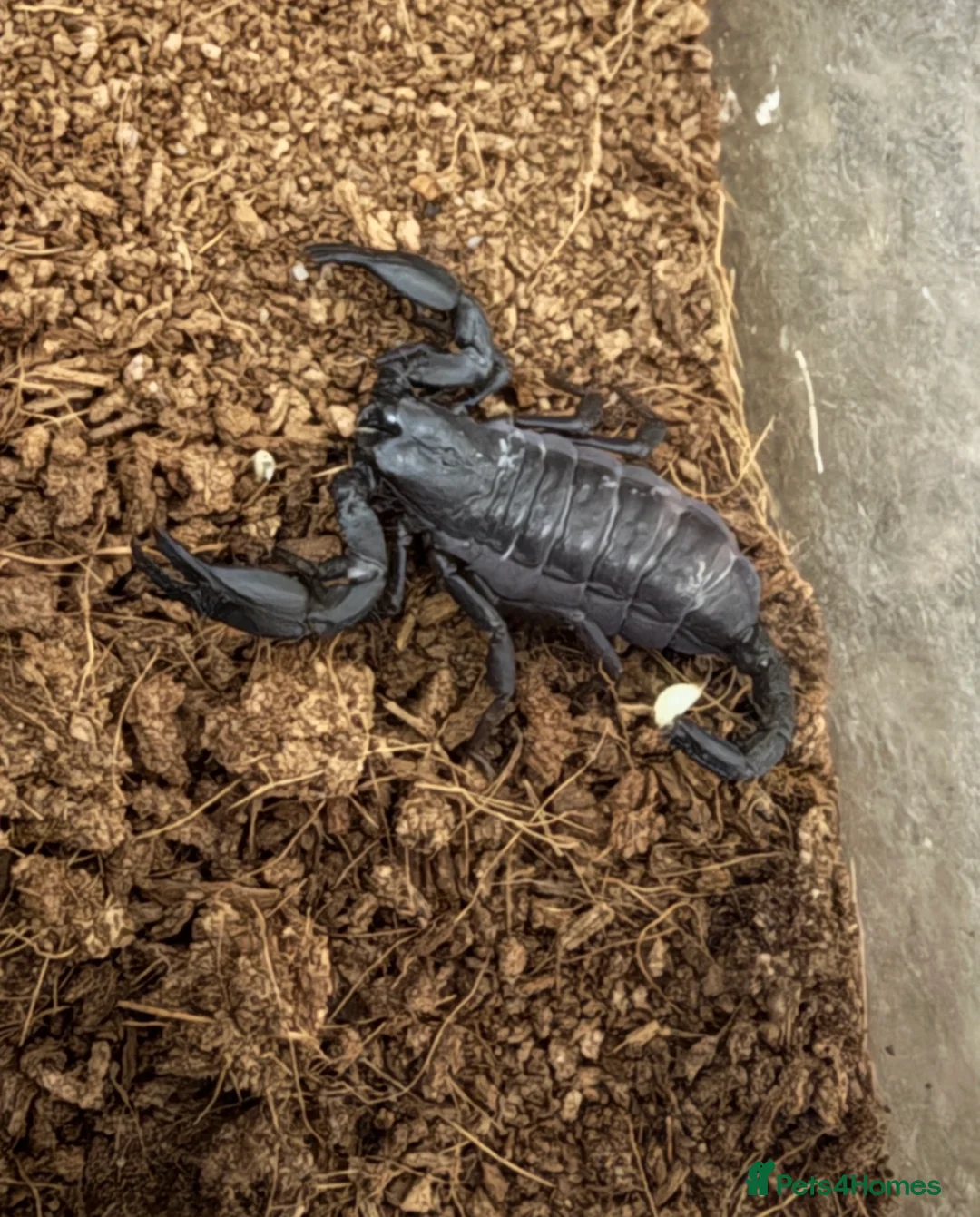 Scorpions invertebrates for sale: Healthy Asian Forest Scorpion with setup - Advert 1