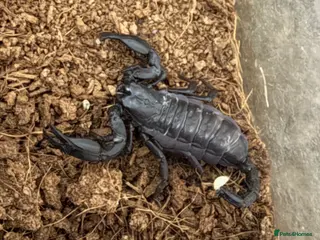 Scorpions invertebrates Healthy Asian Forest Scorpion with setup - Advert 2