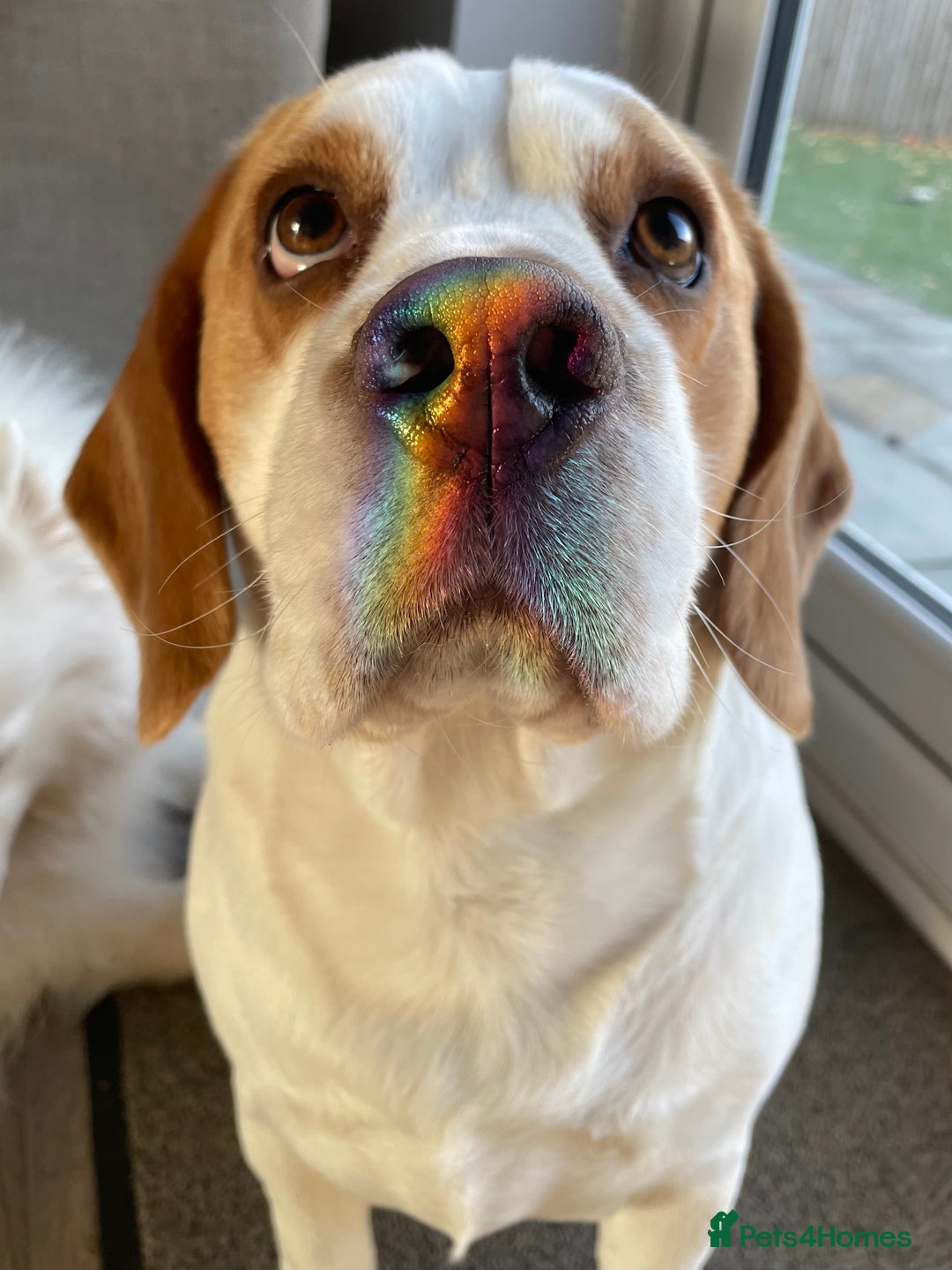 Beagle dogs for sale: Freddy needs a loving home - Advert 3