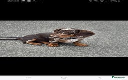 Miniature Dachshund dogs for sale: 🐾 Miniature Dachshund Puppies 🐶  - Image 1