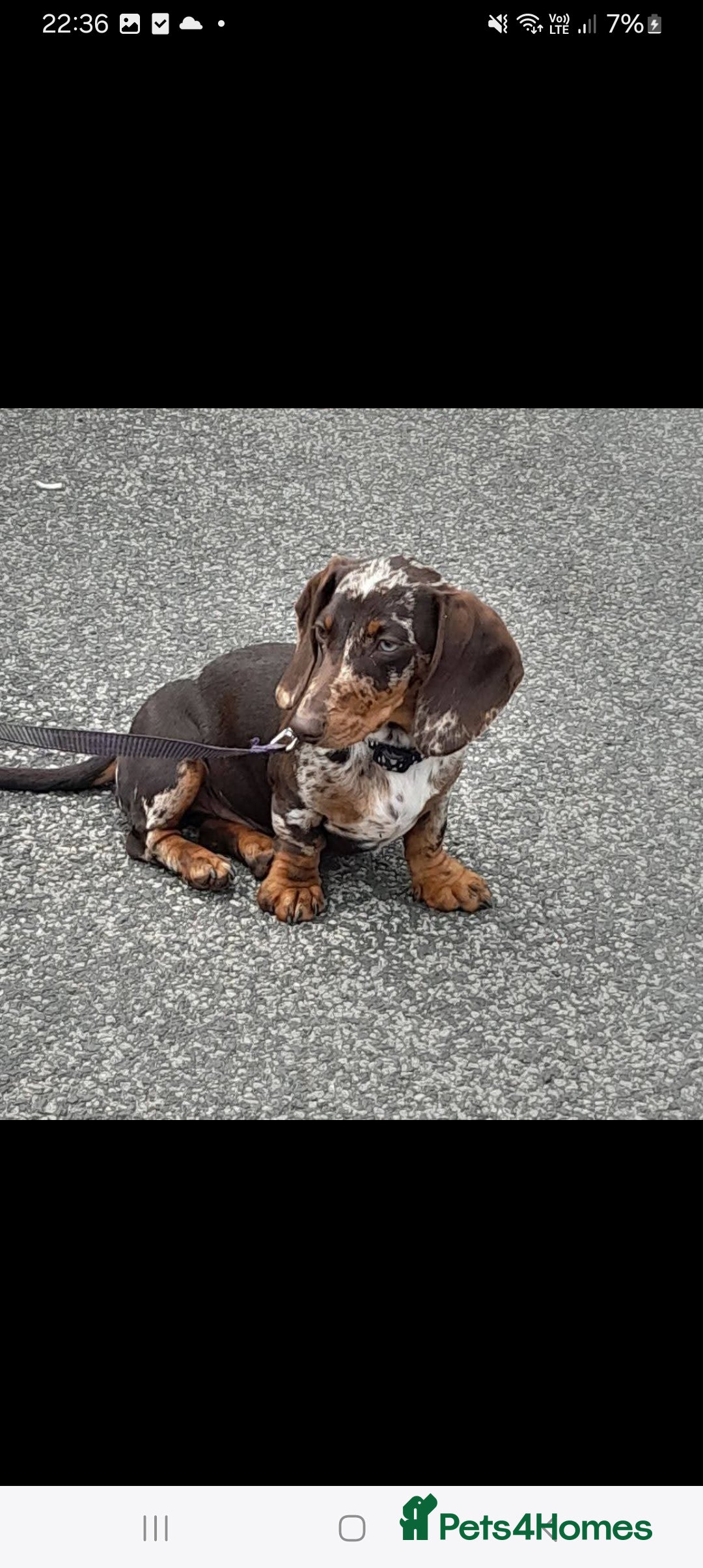 Miniature Dachshund dogs for sale: 🐾 Miniature Dachshund Puppies 🐶  - Image 1